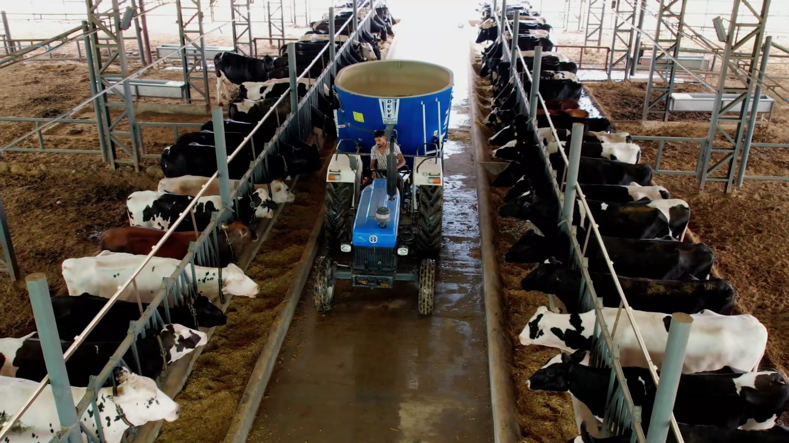 Tantia Cowfarm — Premium Dairy Farming